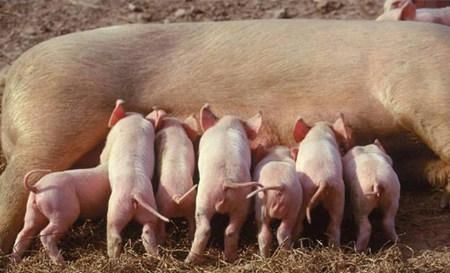  #养猪场#很多人都想回农村养猪，那么想养50头猪需要办理什么手