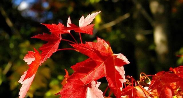 红枫片片,暖了初冬