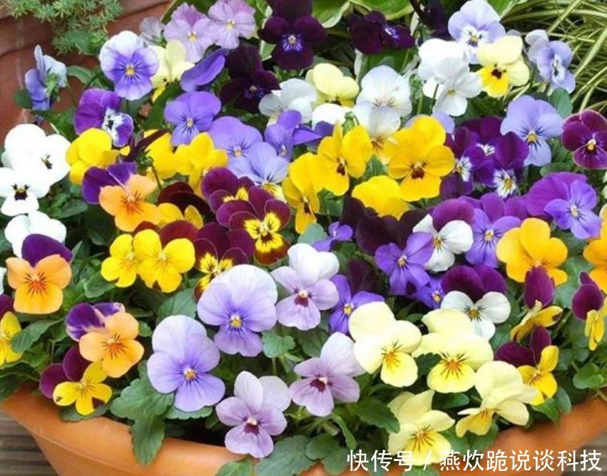 「春天」春天就养5种花,好养又漂亮,花团锦簇,人见人爱!