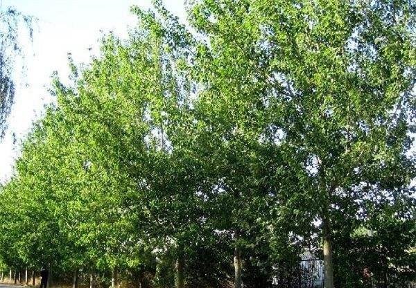 在农村这3类植物是不允许种植的,如果种植的话,可能就要罚款了！