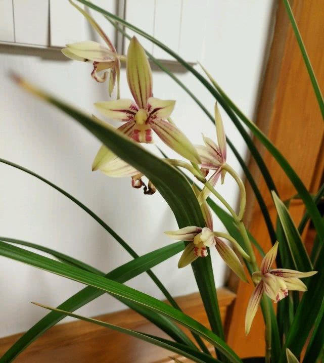  「花叶」此兰花四季花开好“养活”，花叶俱美，物美价廉，非常适合新人上手！