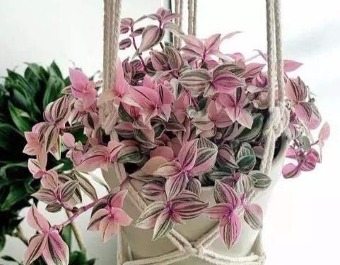  『开花』阳台养上4种花，再不担心没花赏，花开一茬接一茬，满屋清香怡人