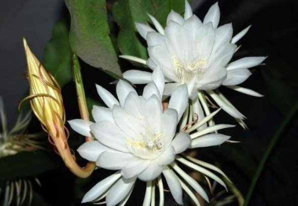  「于昙花」昙花养护过程中，做好几个细节，开完一茬接一茬，次次开爆盆