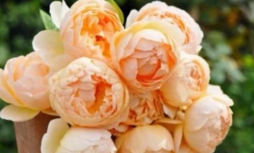  『喜欢』喜欢玫瑰，不如养“高档玫瑰”无名的裘德，似花中仙子，纯洁娇俏