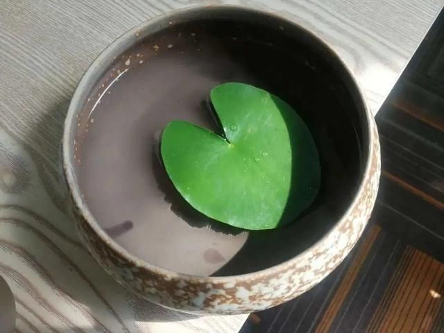  『简直』只用水不用土的植物，一片叶子就开花，简直太神奇了！