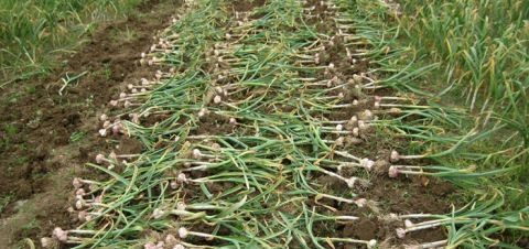  炒作|常见的佐料，今年“蒜你狠”收购价降低，农民：都是炒作惹