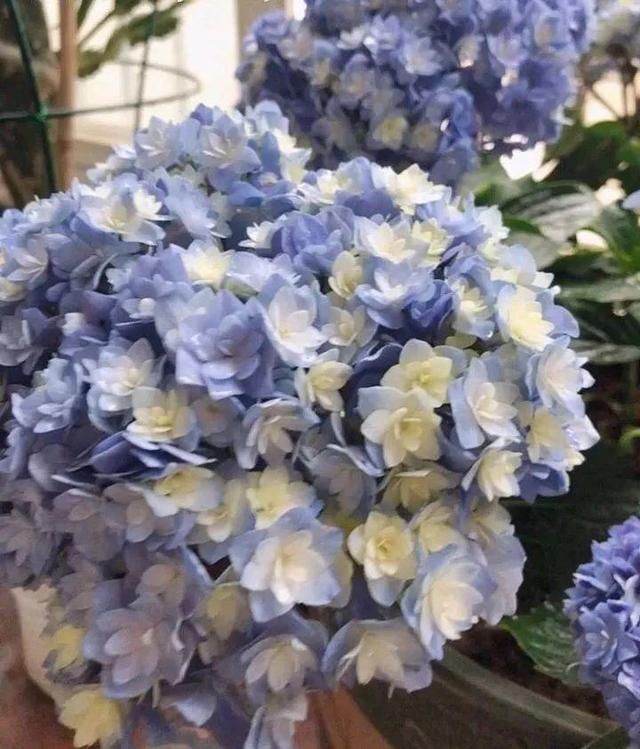『光照』30种耐阴花,室内光照不佳,也能全年开花