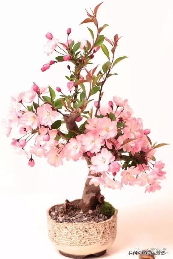 樱花盆景，美到窒息！