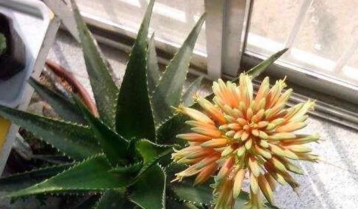  龙沙宝石|家里必养4种花，净化空气,是吸甲醛、二手烟的能手