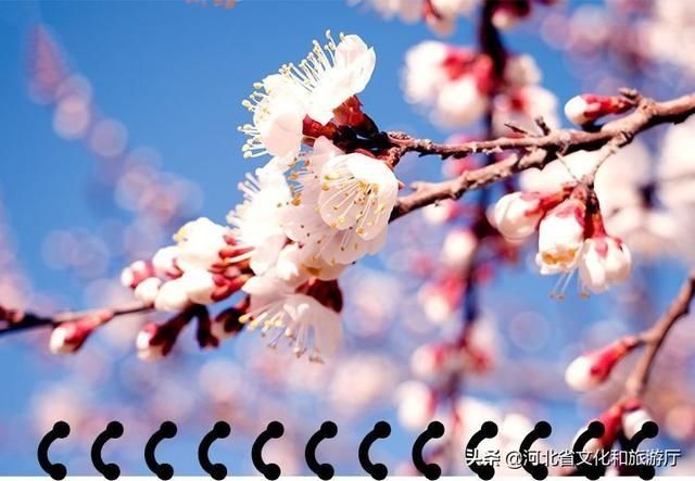  [春天]王母山春日美景图，每一帧都好看！