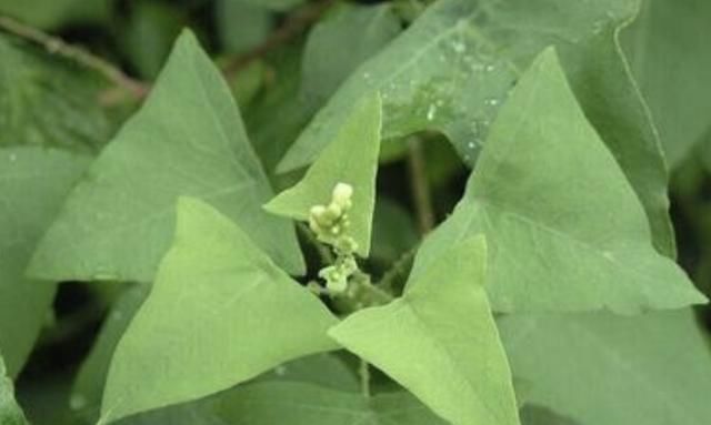  『花卉』在农地里,碰到1种草别踩,人称“杠板归”,比三叶草价值高!