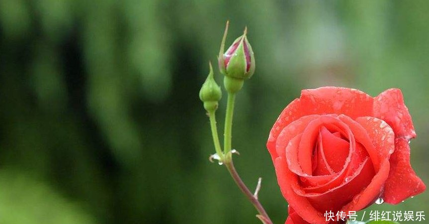 【放置于】家中有这三种花,别放北阳台,否则枝干细小难开花