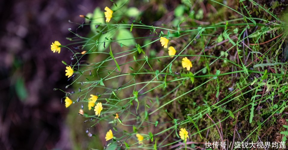 泾渭分明到底泾河浊还是渭河浊泾川田家沟有话说