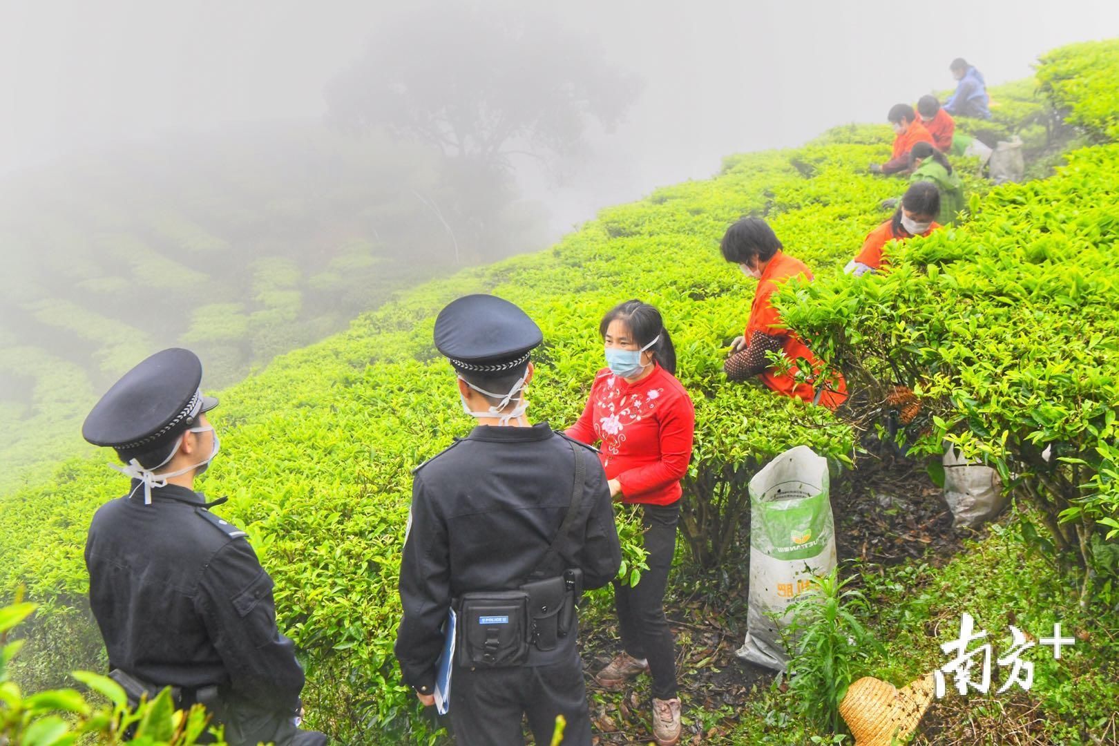  『采茶』春分至采茶忙，深山茶园有“警色”