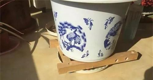  幸福树@这4种花最怕二手烟，连着熏两天，叶子花花往下掉！