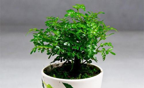  清香木■1种可以驱蚊的植物，比绿萝还好养，耐寒又耐热，养一盆飘香满屋