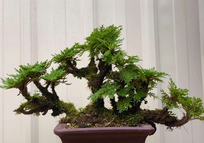  [回家]农村常见的一种野草，挖回家做盆栽，两年后就是无价之宝