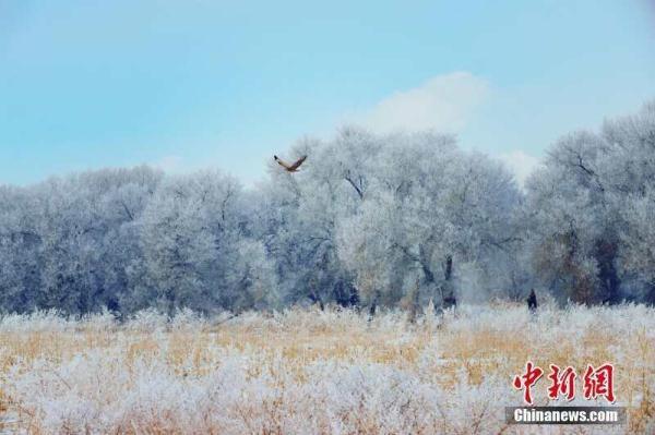 新疆乌尔禾雪盖胡杨林似水墨殿堂