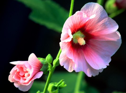  #蜀葵#此几款花放阳台，每天浇水就爆盆，天天浇水，天天爆盆，绚丽多彩