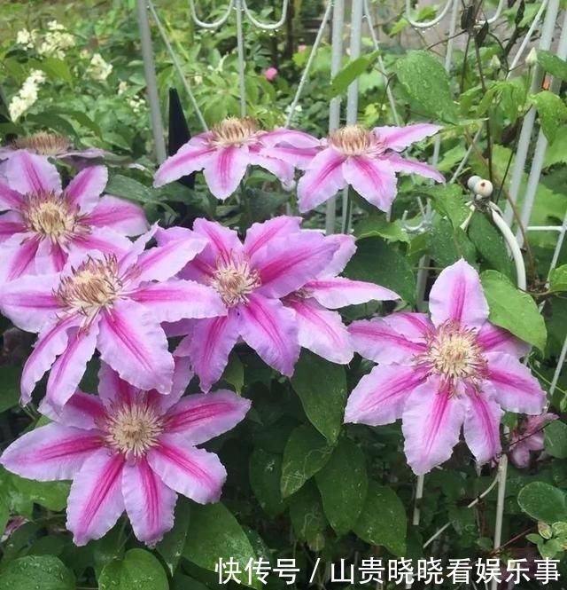  「平方」有了30平方的小院，能将日子过成了诗？简单而精致，优雅而从容！