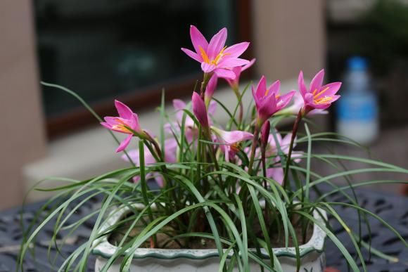 『兰和风雨兰』路边一种“韭菜”花,种盆里太养眼,一淋雨就开花