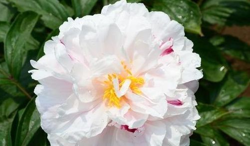 #绚丽多姿#这些花朵适合新手养,堪称花界“劳模”,花期长花色艳,绚丽多姿