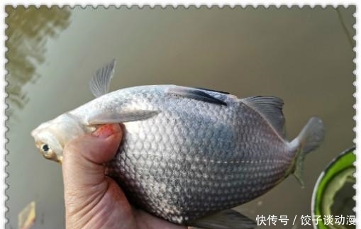  『大草』金圭鲤干上大草，顾不及断线跑鱼