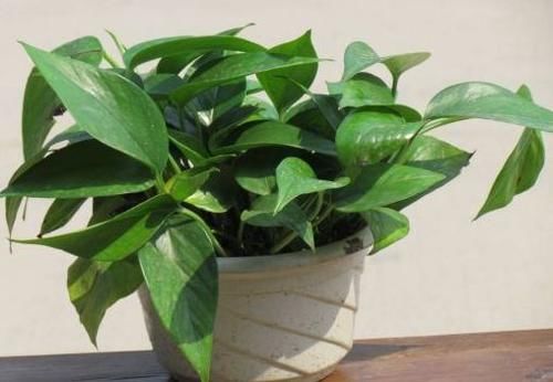  不妨■家里养花，不妨试试这几款，花形别致，开花爆满成花海，懒人专属