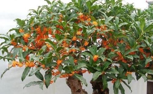  【美色】家养此款花卉，开花勤爱爆盆，耐寒易打理，花美色艳