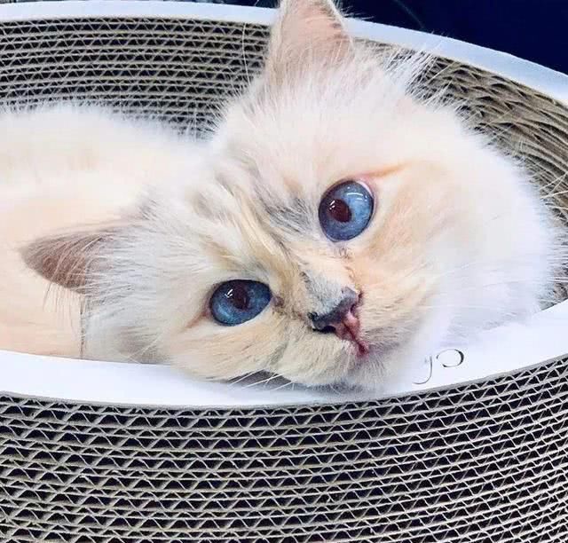  『Choupette』时尚教父“老佛爷”生前养的这只猫，有多幸运就有多难过