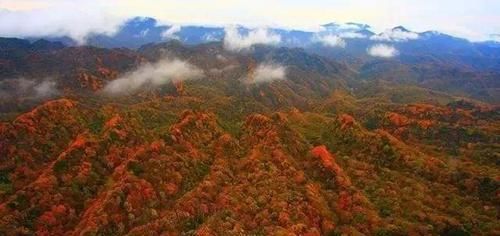 川陕交界的中国第一红叶山，此刻万山红遍，层林尽染宛若人间仙境