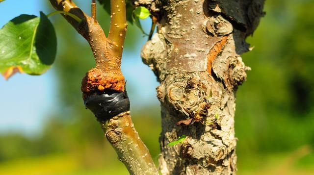  将枝条弯曲■春季嫁接正当时，原来嫁接方法这么多