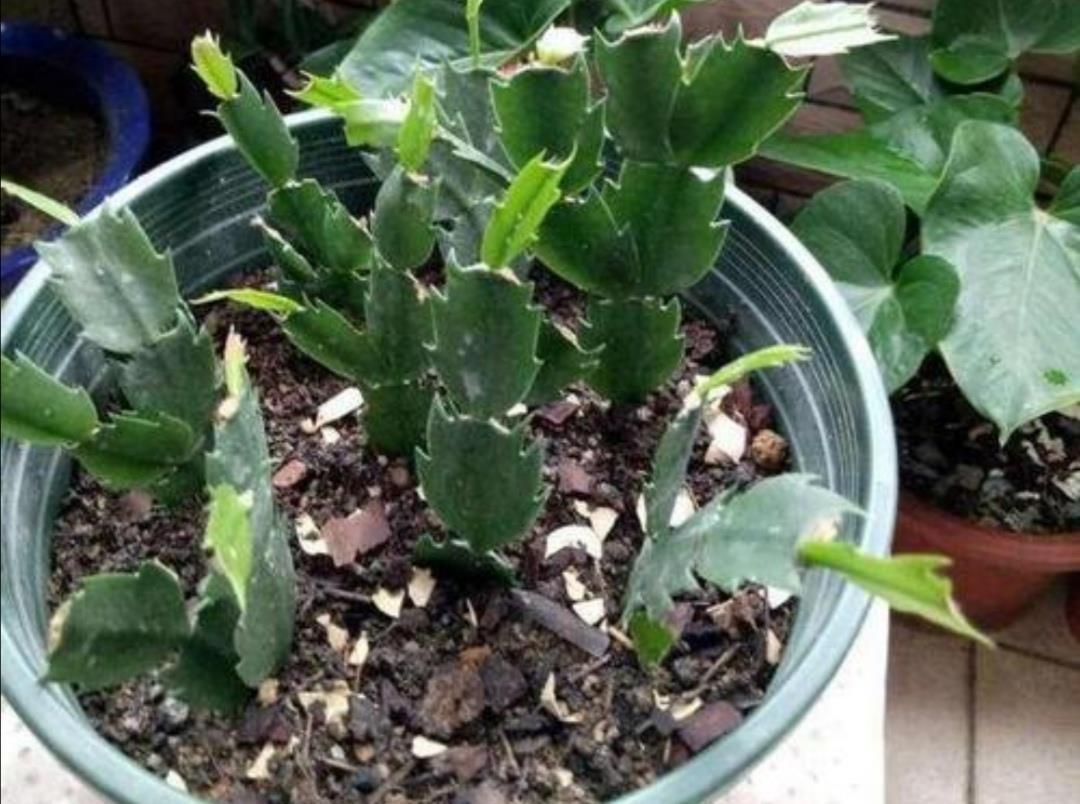 夏天高温期间|夏天蟹爪兰要“休眠”,4件事不要做,否则叶子枯萎发软