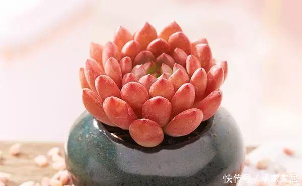  【漂亮】十大最漂亮的多肉植物，推荐景天科最漂亮的十款多肉植物