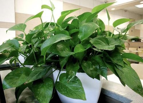  磷酸二氢钾粉末：绿萝黄叶后，花盆里埋1种“粉末”，22天后枝叶“有光泽”，美！