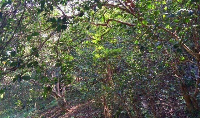  「火柴」曾经是贵州赤水山民的烧火柴，现在为国家明令不准外流的稀世珍宝