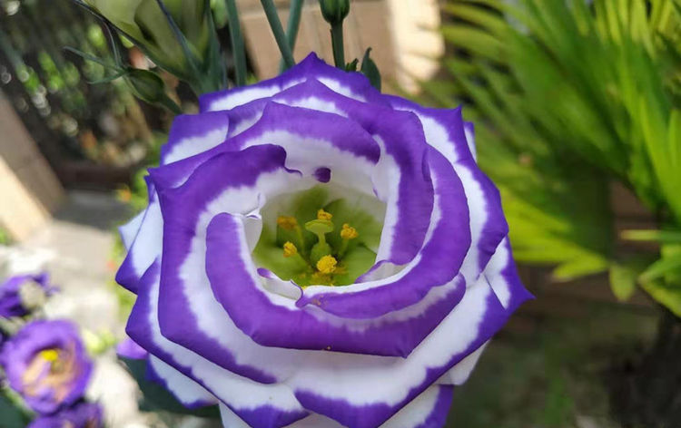  #植物#家有小院，不如养这几款植物，沾土就活，一年四季开花不断，超美