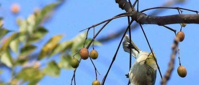  果实|楝树，原本农村很常见的一种乡土树种，为什么现在越来越少