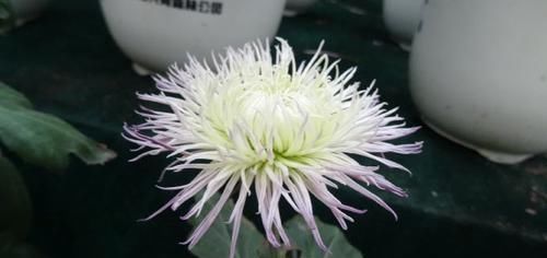  喜欢：喜欢菊花，首选“菊中精品”紫燕翻飞，似旋转陀螺，优美动人！