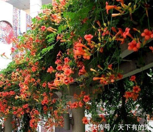 花开|此花黑吉辽冻不死,插枝就能活,一年花开180天不落,种2棵美翻天