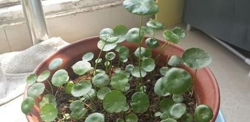  旺盛：养铜钱草，扔点这种“土”，水土相结合，盆盆绿油油、更旺盛！