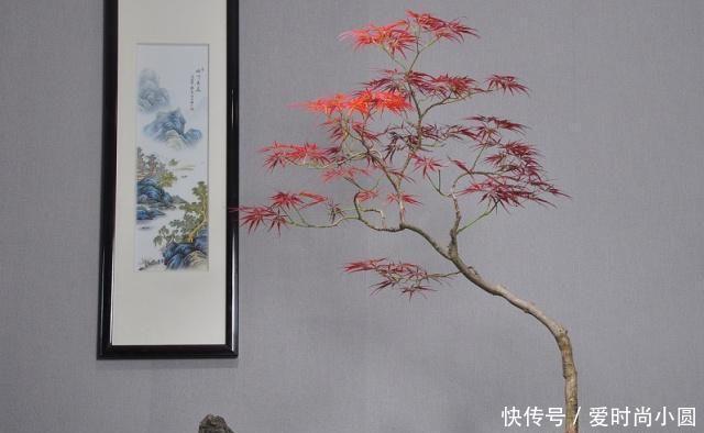 2019盆景大师最新佳作欣赏,树干伏俯而旁逸,姿态灵动,意象生动