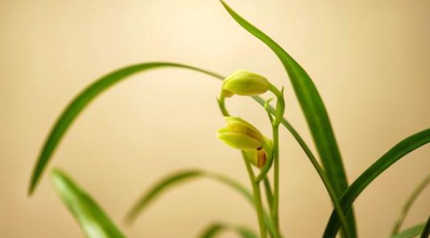  [兰花僵芽]养兰花用上它,可使其快速生长复壮,棵棵长得旺,盆盆开花多