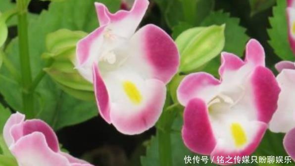 烂漫@新手就养5种花,好养易爆盆,养盆在阳台,傲然挺立,烂漫又迷人