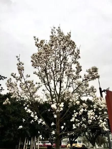 2019年成都第一波春光乍泄！锦江春色来，两岸花撩人！