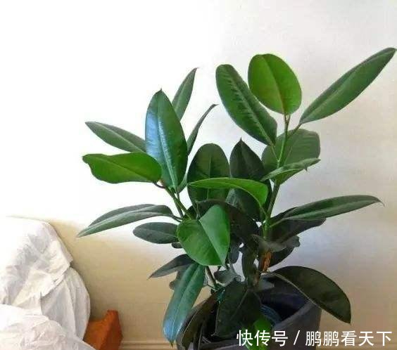  「霸占」丢了一棵橡皮树，3年长疯了，横竖8米宽，霸占了道路惹人怨