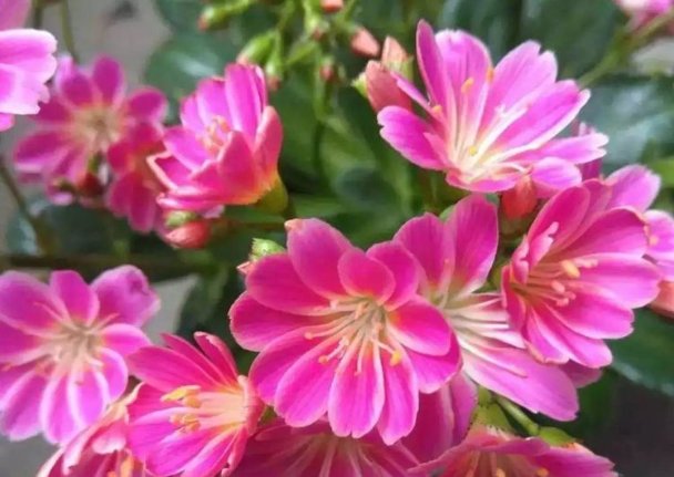  『便宜』3种花便宜又好养，家里养一盆，天天都能赏花，非常适合新手