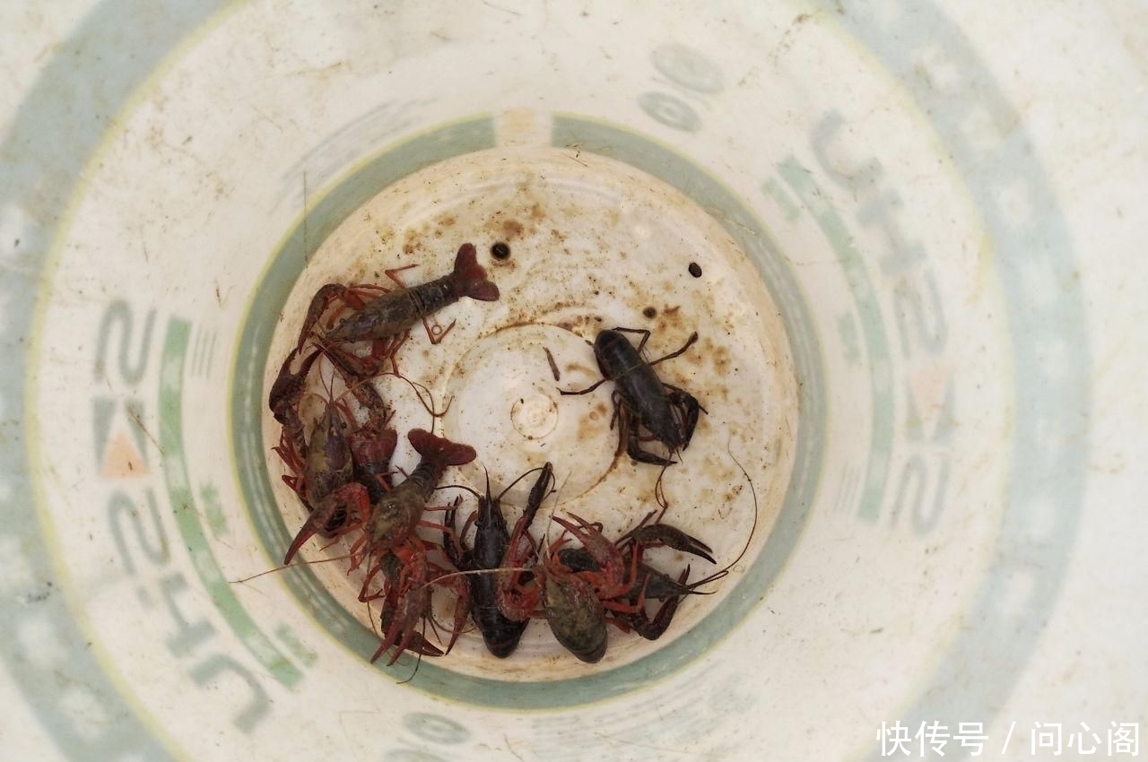 鱼塘|乡下堂哥家鱼塘钓龙虾, 新鲜的猪肝pk青蛙做饵