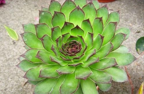  [种多肉植物]1种珍贵“多肉”，养1盆成奢侈，价值高过观音莲10倍