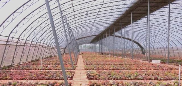  「年收入」丰县一小伙种植多浆植物，年收入达三十万！